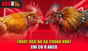 Thuật Ngữ Đá Gà Chuẩn Nhất Cược Thủ Cần Nắm Rõ Tại ABC8