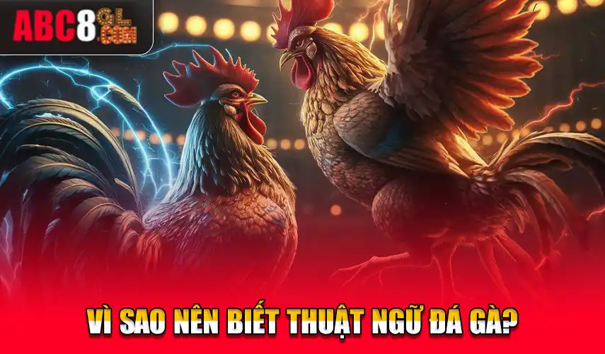 Vì sao nên biết thuật ngữ đá gà?