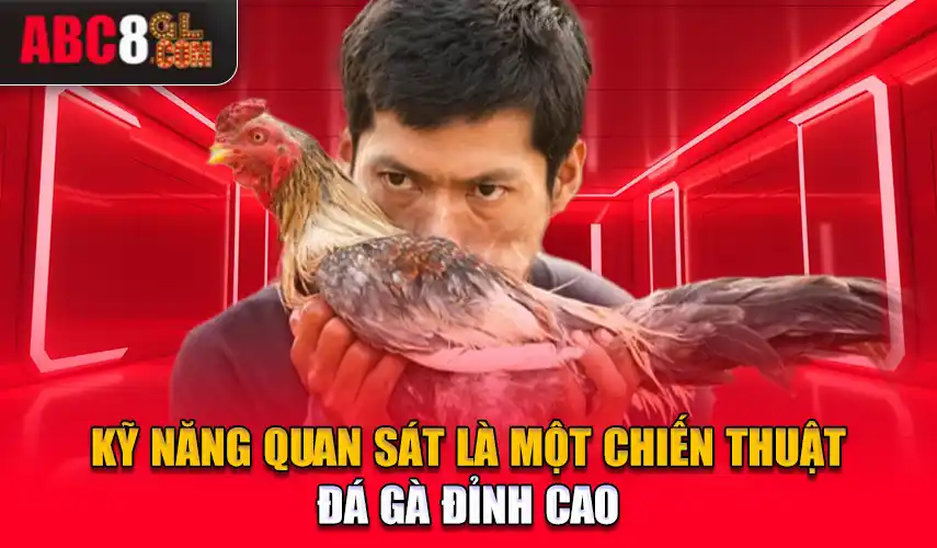 Kỹ năng quan sát là một chiến thuật đá gà đỉnh cao